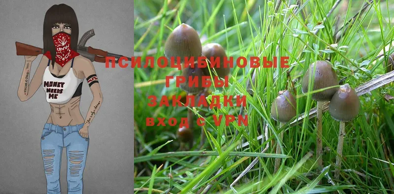 маркетплейс клад  Вязники  Псилоцибиновые грибы MAGIC MUSHROOMS 